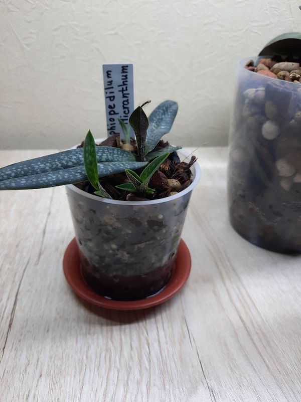 Орхидея-башмачок Paphiopedilum Micranthum Орхидея-башмачок Paphiopedilum Micranthum
