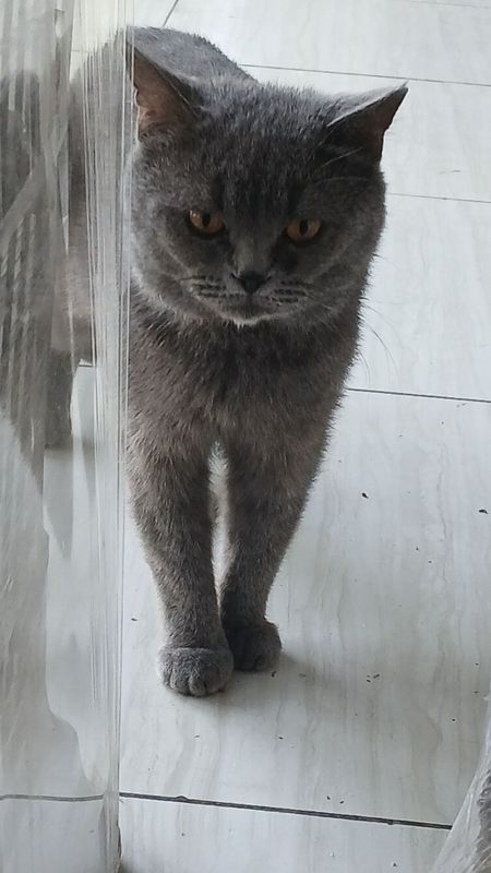 Породистый котик примерно 1 год. Породистый котик примерно 1 год.
