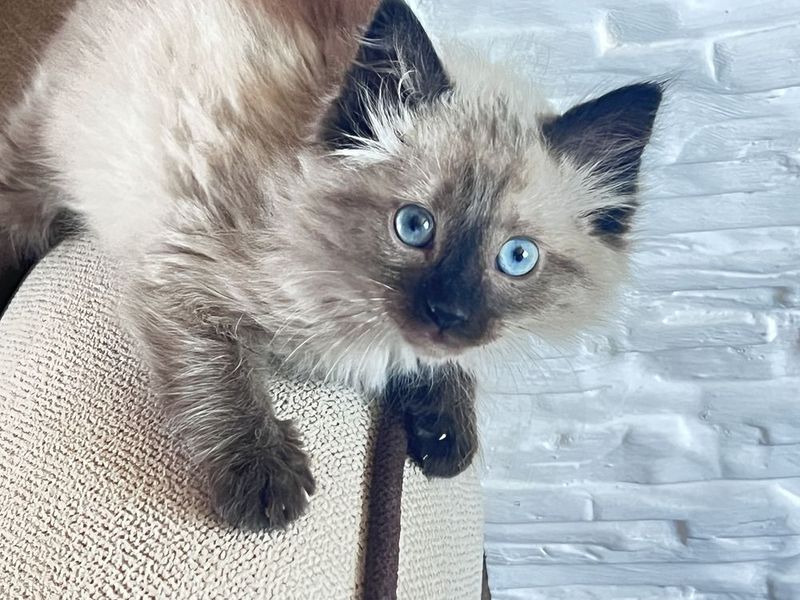 Котенок мальчик 2 месяца Котенок мальчик 2 месяца