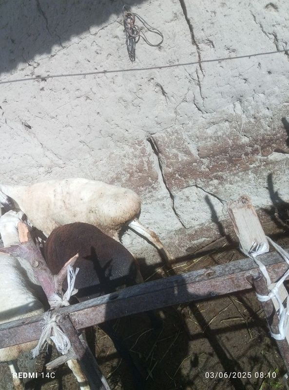 3 dona qozoqi qoʻchqorlar 3 dona qozoqi qoʻchqorlar