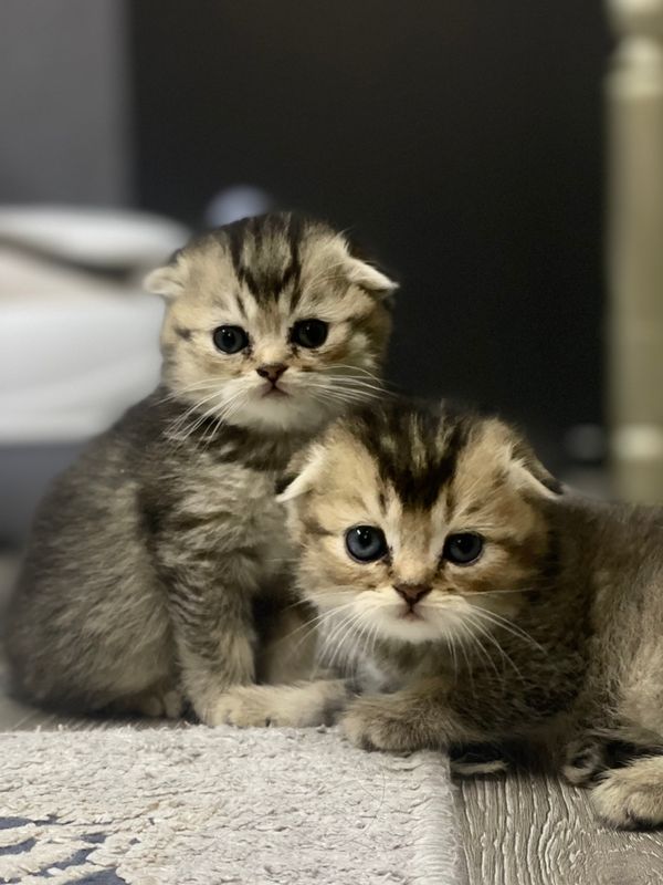 (adasi british shorthair) (onasi scotish fold)