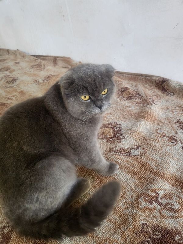 uy mushugi sotiladi erkak uy mushugi sotiladi erkak