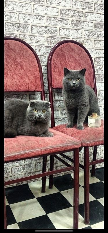 Котята правильной вязки Котята правильной вязки