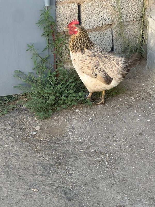 Birama tovuq va jojala bor sotiladi Birama tovuq va jojala bor sotiladi