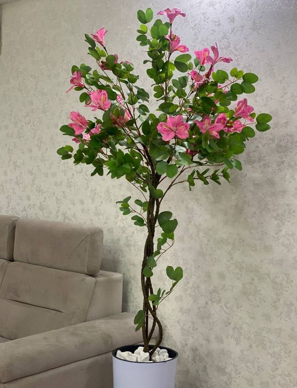 Декоративное дерево - кустарник Декоративное дерево - кустарник
