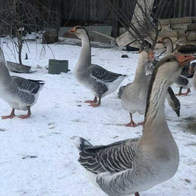 Гоз мойи ёги сотилади