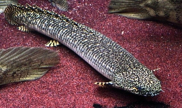 Полиптерус орнатипинис (Polypterus ornatipinnis),