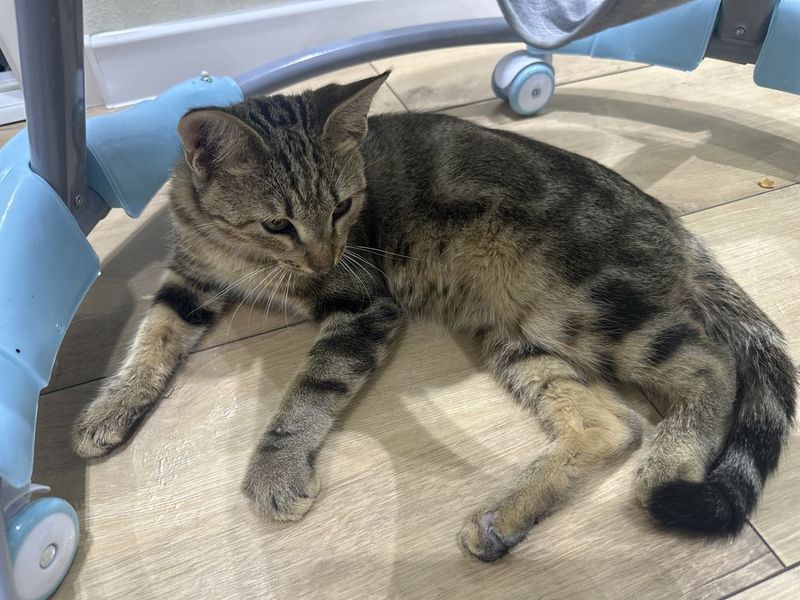Бенгалец , кот 1 годы Бенгалец , кот 1 годы