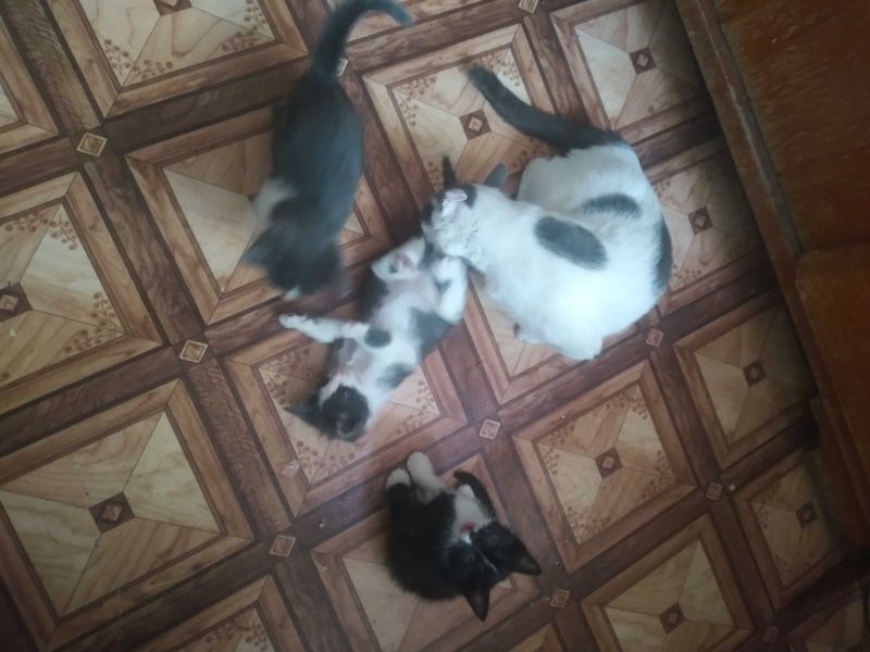 Отдам даром котят Отдам даром котят