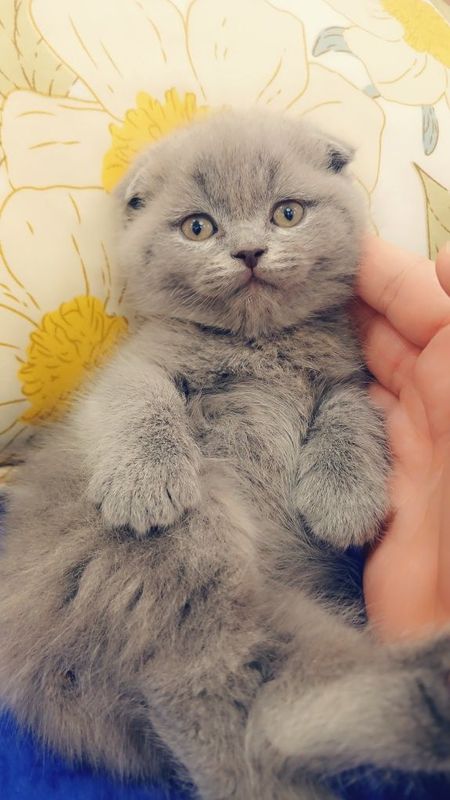 Продаются шотландские котята Продаются шотландские котята