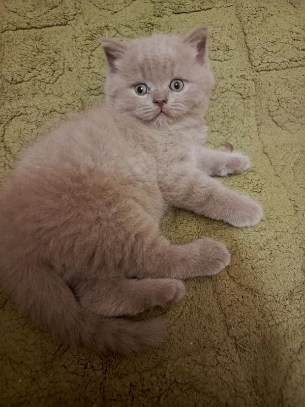 Продается котенок Продается котенок