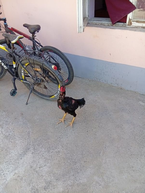 Qora xôroz urishishni biladi Qora xôroz urishishni biladi