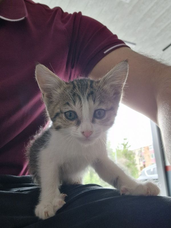 Отдам котенка мальчика Отдам котенка мальчика