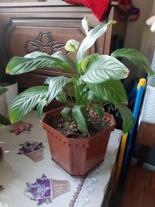 Женское счастье /цветок/ продам Женское счастье /цветок/ продам