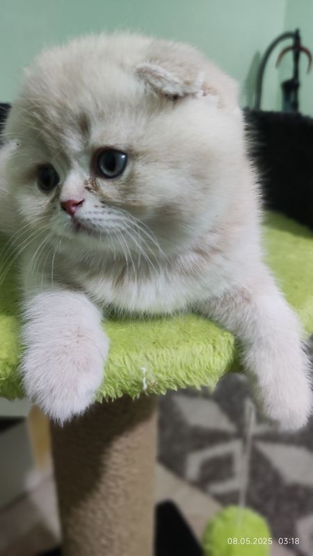 Котёнок скоттиш фолд.