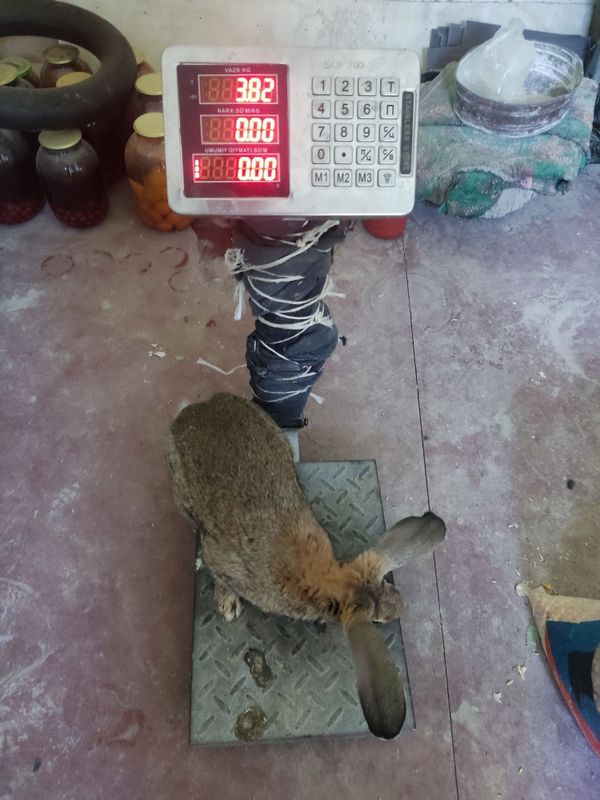 Flandr erkak quyoni sotiladi Flandr erkak quyoni sotiladi