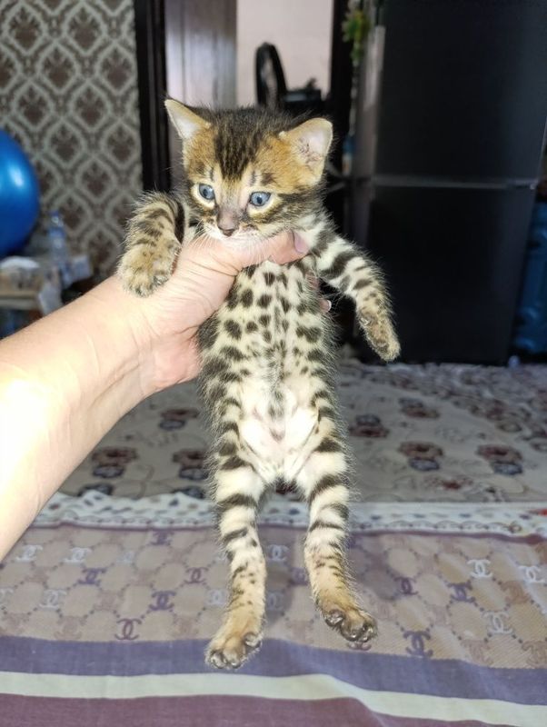 Продаются Бенгальские котята Продаются Бенгальские котята