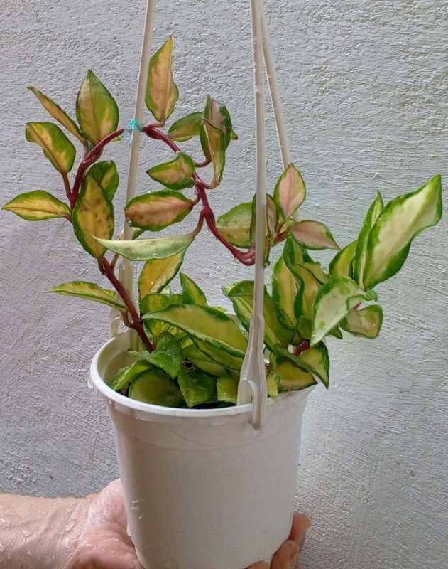 Хойя Лиза (Hoya 'Lisa'). Вариегатный сорт хойи. Экзотические цветы. Хойя Лиза (Hoya 'Lisa'). Вариегатный сорт хойи. Экзотические цветы.