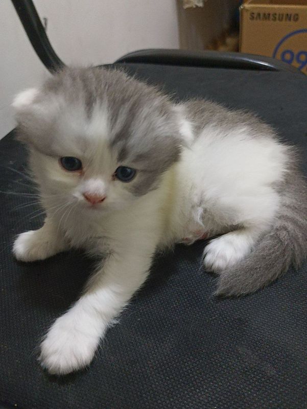 Срочно! Продаю котёнка Срочно! Продаю котёнка