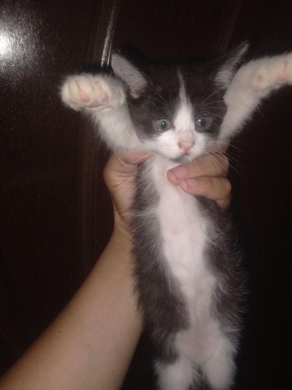 mushuk bolalari bor 3 tasi qopqora 1 tasi oq aralaw