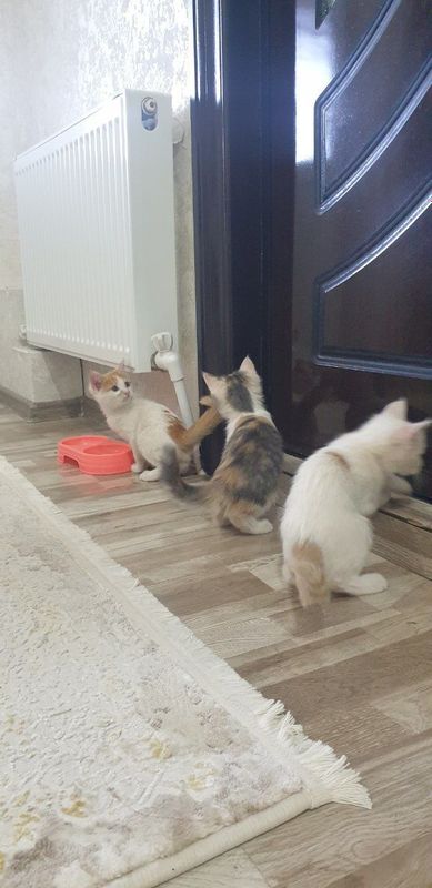 Котята в хорошие руки