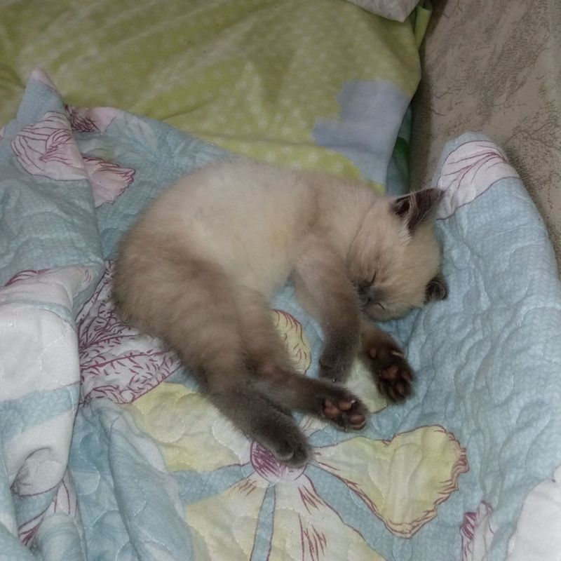 Продается сиамский кот, 3 х месячный Продается сиамский кот, 3 х месячный