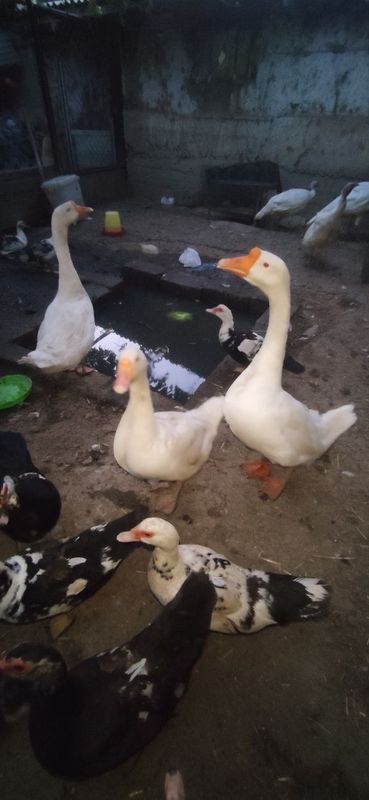 Продаю пару Гусей! Продаю пару Гусей!