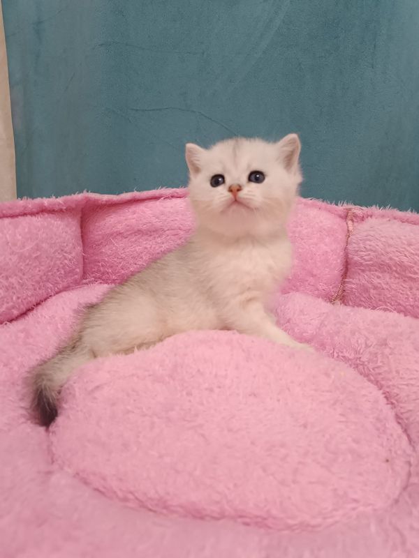 Продаётся чистокровный британский котёнок мальчик