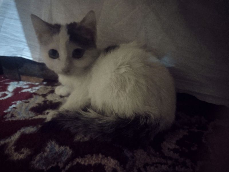 Mushuk tekinga zottor turetsky Angora