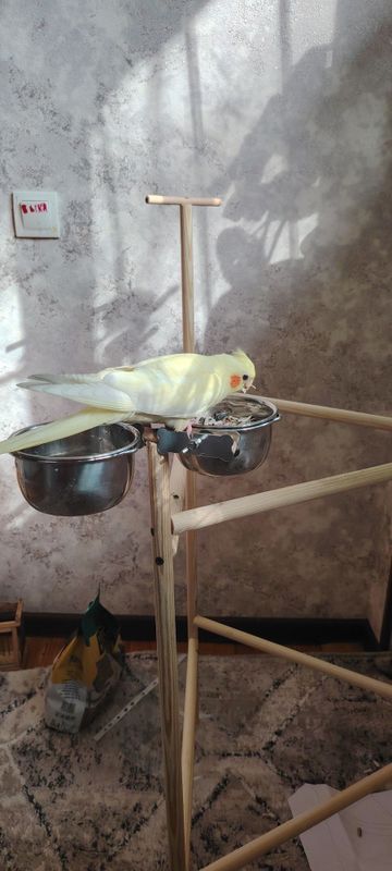 Ручная корелла, молодая самочка Ручная корелла, молодая самочка