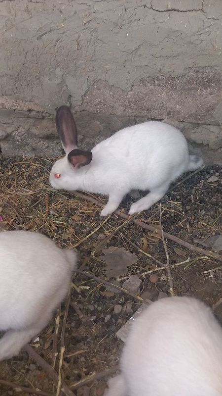 Zotdor Quyonlar sotiladi Zotdor Quyonlar sotiladi