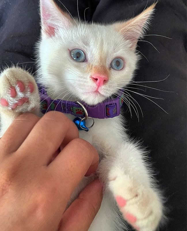 Turkish angora 7 oylik