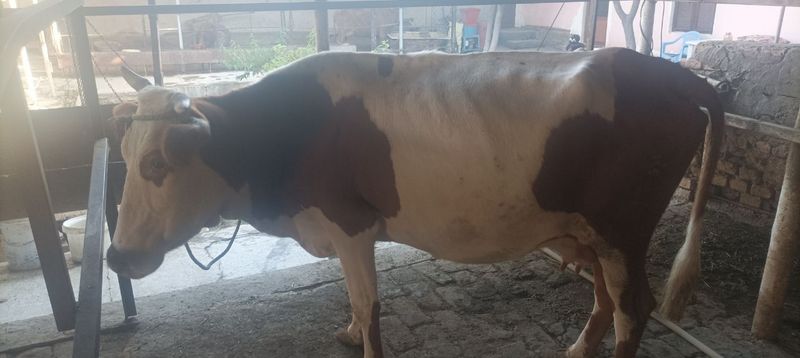 Ona bola sigir sotiladi
