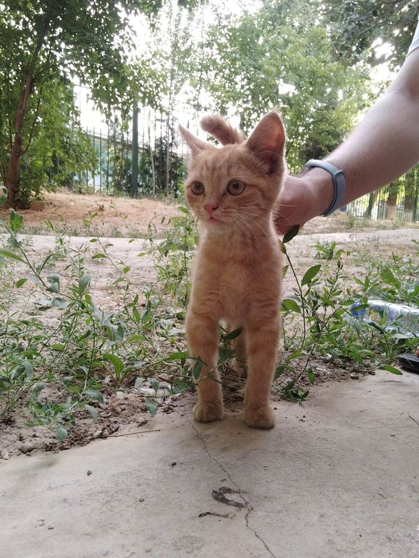котенок в добрые руки