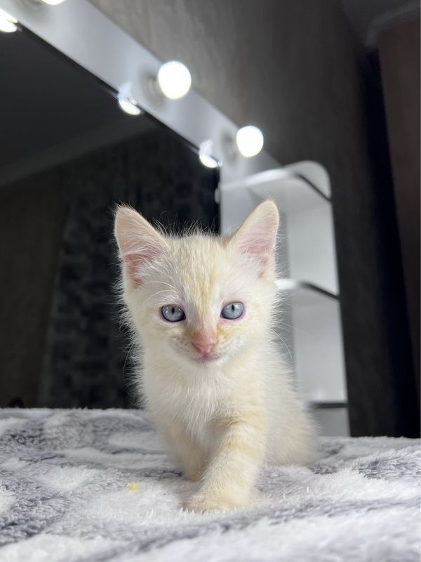 Котёнок сфинкс браш Котёнок сфинкс браш