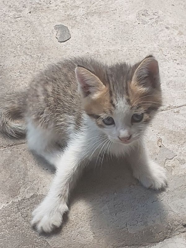 Отдам даром хорошеньких котят. Отдам даром хорошеньких котят.