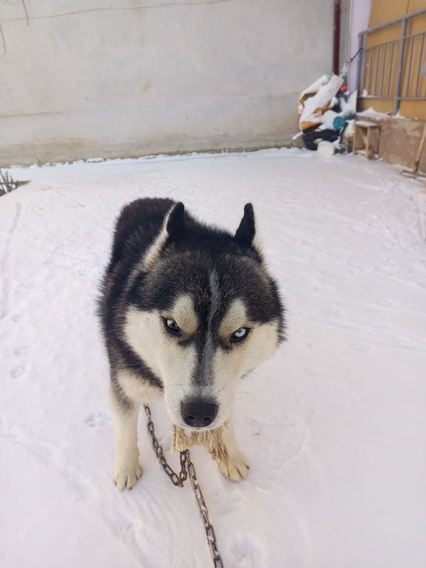 Хаски самец на вязку деней пополам