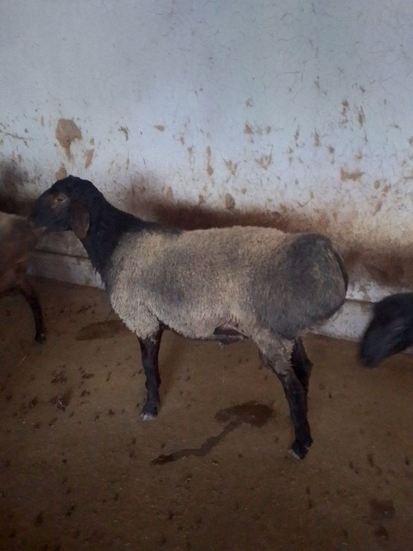 Продам барана 102кг Продам барана 102кг