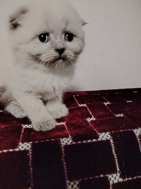 Scottish Fold mushukchalar