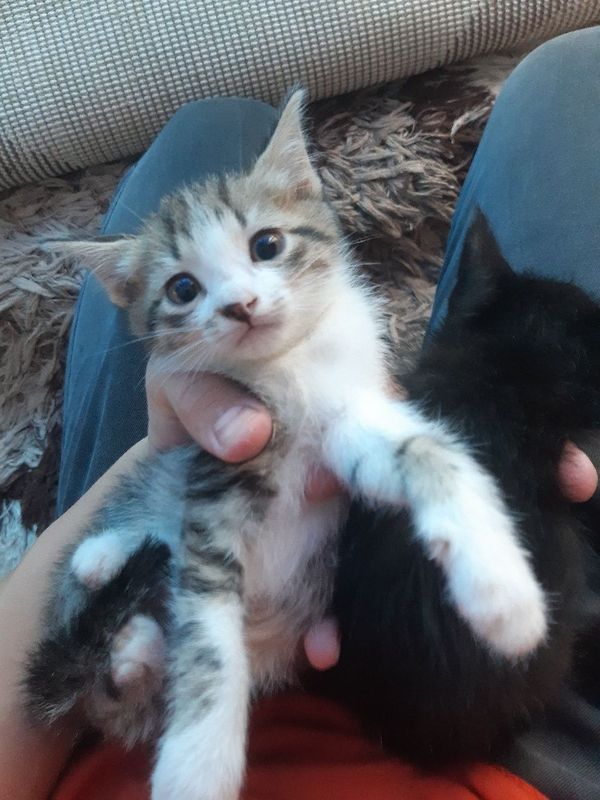 Cat sale:Blue Point Cat sale:Blue Point