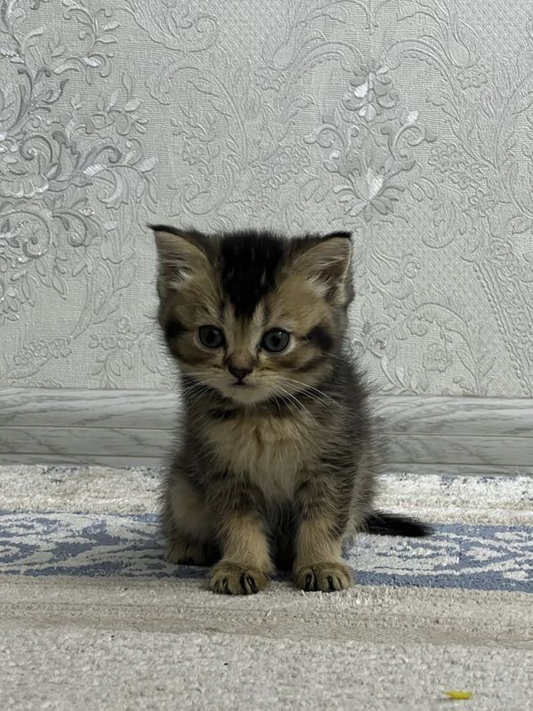 КОШКИ МУШУК британская шиншилла