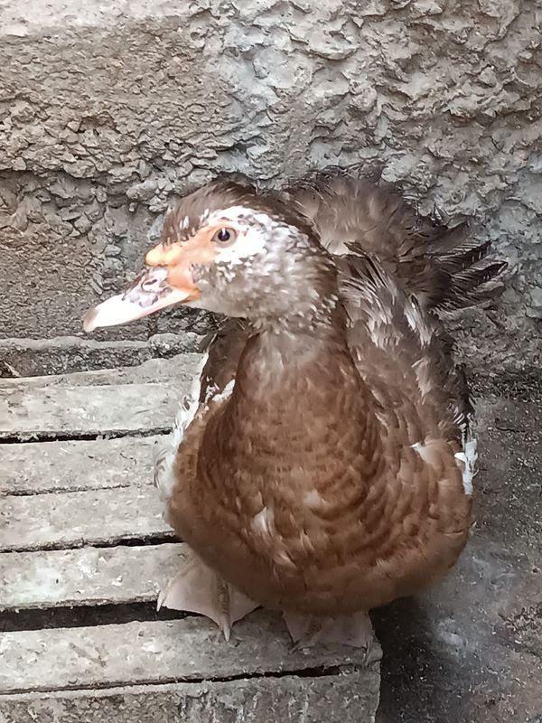 Indoutka sotiladi Indoutka sotiladi