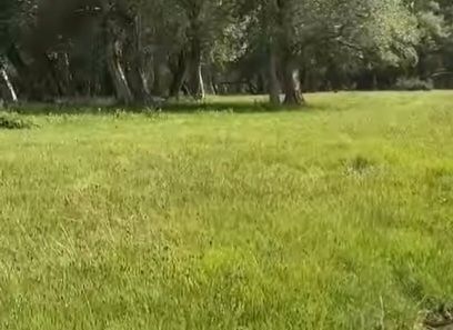 Zomin Tumani Jayilmada Uchaska Sotiladi Zomin Tumani Jayilmada Uchaska Sotiladi