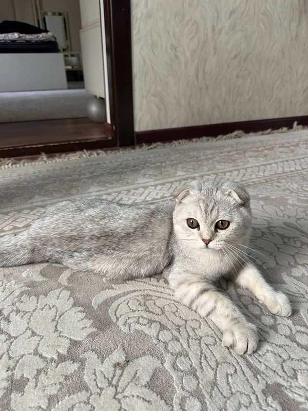 Срочно сотилади Скоттиш Фолд Срочно сотилади Скоттиш Фолд
