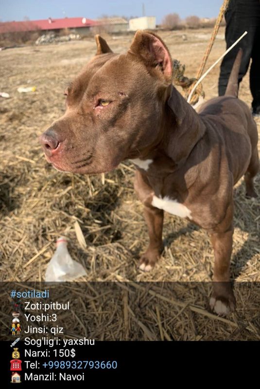 Pitbul tozza qon Pitbul tozza qon