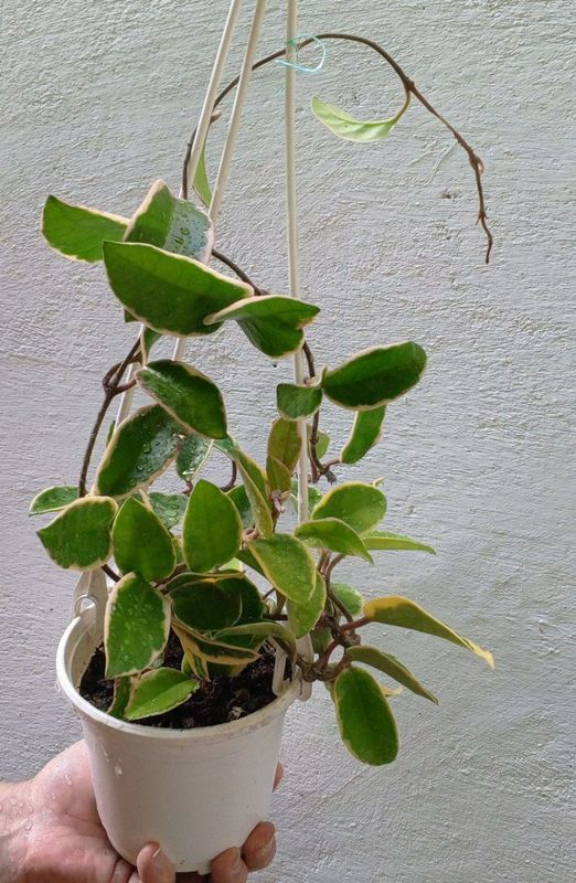 Хойя (Hoya Crimson Queen). Экзотические цветы для дома Хойя (Hoya Crimson Queen). Экзотические цветы для дома
