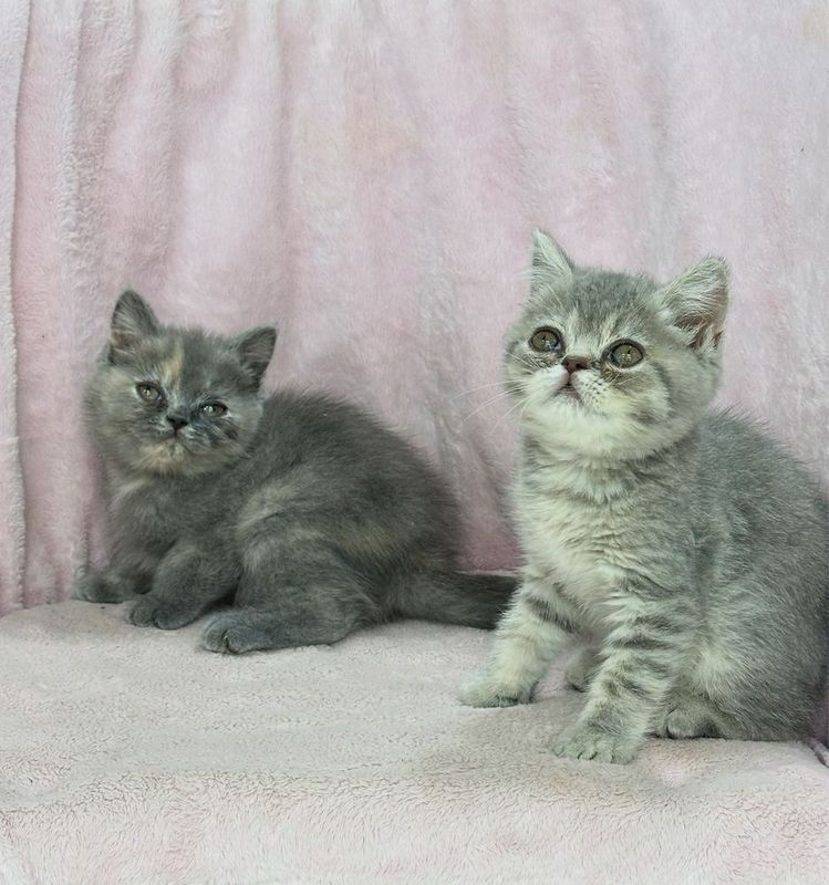 Котята скоттиш страйты Котята скоттиш страйты
