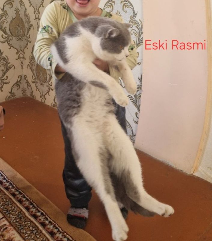 ‐Кот британец‐. .