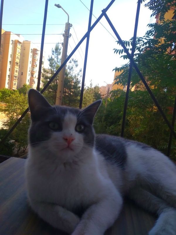 Mushuk hadya . Mushuk hadya .