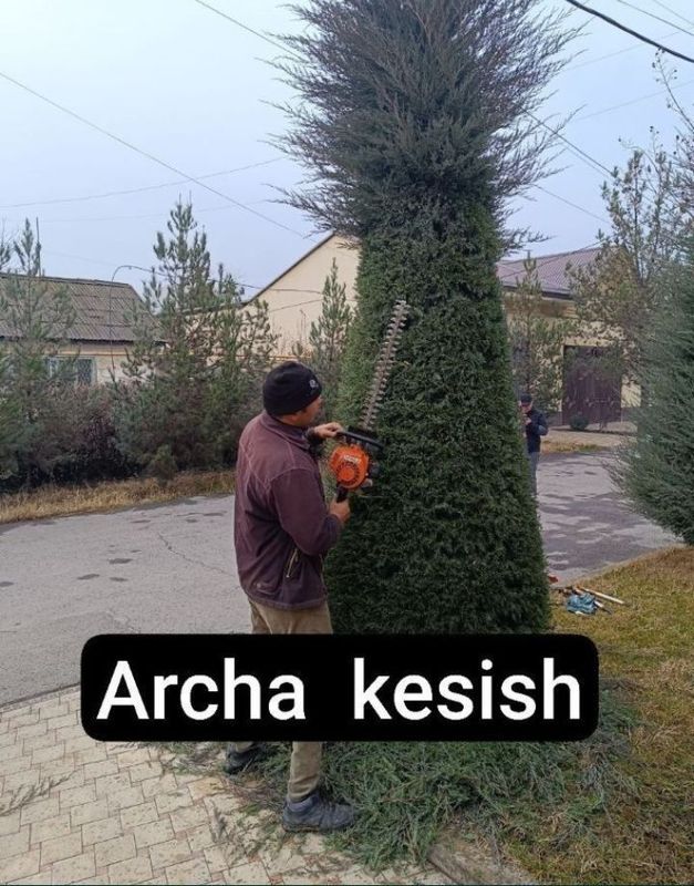 Archa kesish xizmati